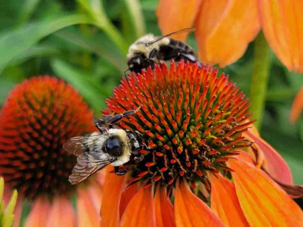 Bumble Bees