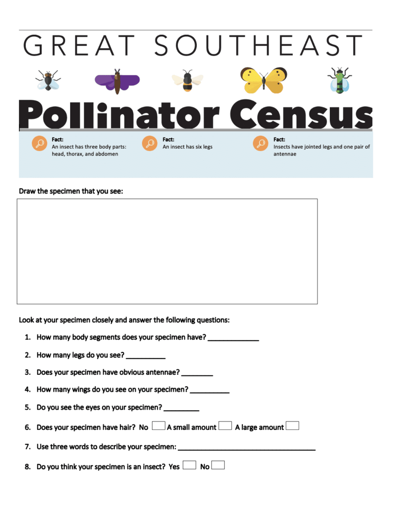 Insect identification worksheet cover
